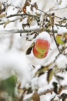 Maloideae Plant Species Prints: Apple tree with snow, Germany