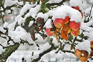 German Nature Landscapes Prints: Apple tree with snow, Germany