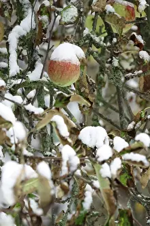Apple Tree Germany Prints: Apple tree with snow, Germany