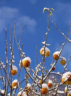 Deciduous Tree In Snow Prints: Apple tree with snow, Ruprechtice