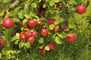 Agricultural Plantations Prints: Apple Tree Variety : Idared