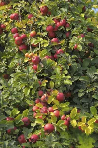 Deciduous Fruit Trees Prints: Apple Tree Variety : Idared