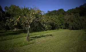 Central Europe Fruit Growing Prints: Apple tree, yellow apples, full