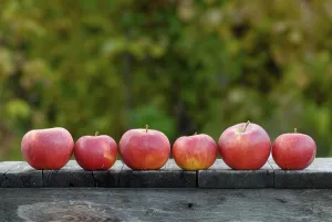 Organic Apples Prints: Apples