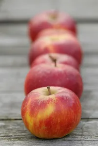 Red Fruits Prints: Apples