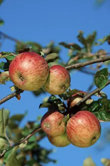 Agricultural Crops Images Prints: Apples