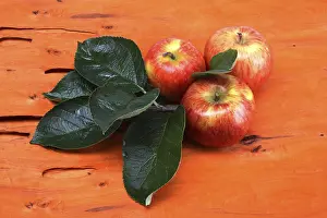 Still Life Cuisine Photography Prints: Apples