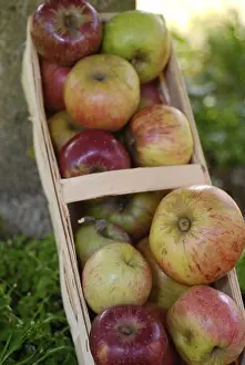 Natural Food Photography Prints: Apples in a basket