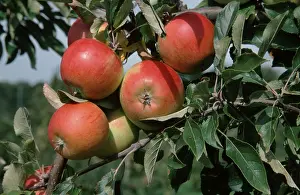Apple Tree Prints: Apples Cox Orange on tree