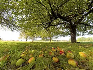 Meadow Orchard Scene Prints: Apples lying under an apple tree