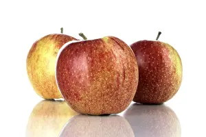 Studio Shot Fruit Photography Prints: Apples (Malus)