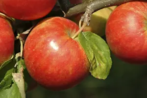 Hoarfrost On Apples Prints: Apples on a tree