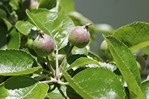 Botany Close Up Shots Prints: Two apples on tree