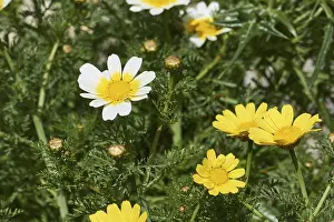 West Crete Island Photography Prints: Aptera, macro, spring, spring meadows