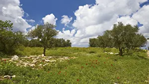 Cloudy Skies Europe Prints: Aptera, spring, spring meadows