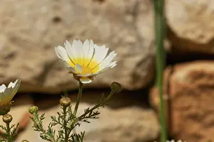 Greece Travel Photography Prints: Aptera, spring, spring meadows