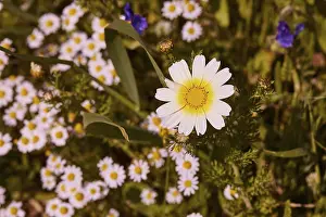 Greek Island Prints: Aptera, spring, spring meadows