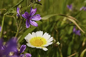 Spring Meadow Crete Prints: Aptera, spring, spring meadows