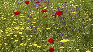 Spring Meadow Prints: Aptera, spring, spring meadows