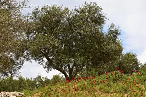 West Crete Prints: Aptera, spring, spring meadows