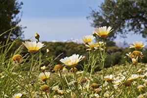 Cloudless Sky Europe Prints: Aptera, spring, spring meadows