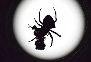 Prints of Araneus Spider on the background of the moon. Night spider on its web Weaver Spider Prints: Araneus Spider Print on the Moon Background