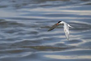 Arctic Tern In Mid Air Prints: Arctic Arctic Tern (Sterna paradisea) in flight