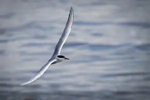 Arctic Tern In Flight Prints: Arctic Arctic Tern (Sterna paradisea) in flight