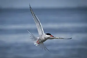 Schleswig Holstein Nature Prints: Arctic Arctic Tern (Sterna paradisea) in flight