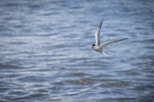 Arctic Tern In Flight Prints: Arctic Arctic Tern (Sterna paradisea) in flight