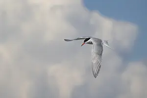 Arctic Tern In Flight Prints: Arctic Arctic Tern (Sterna paradisea) in flight