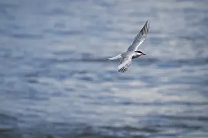 Arctic Tern In Flight Prints: Arctic Arctic Tern (Sterna paradisea) in flight