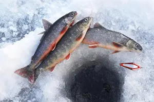 Prints of Arctic char Char Prints: Arctic Char Print from Freshwater and Saltwater Environments