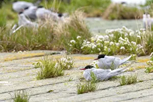 Arctic Tern Norway Prints: Arctic tern, arctic tern, Norway