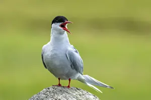 Seabirds In Nature Prints: Arctic tern, Sterna paradisaea