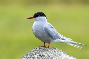 Charadriiformes Birds Online Prints: Arctic tern, Sterna paradisaea