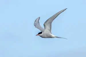Wading Bird Wildlife Images Prints: Arctic tern, Sterna paradisaea