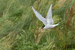 Seabird Photography Europe Prints: Arctic tern (Sterna paradisaea)