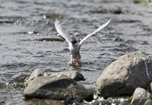 Arctic Tern Iceland Prints: Arctic Tern (Sterna paradisaea)