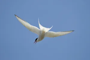 Arctic Tern Prints: Arctic tern (Sterna paradisaea)