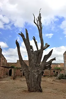 Greek Sacred Building Prints: Arkadi Monastery, the bullet tree