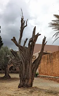 Crete Greece Prints: Arkadi Monastery, the bullet tree