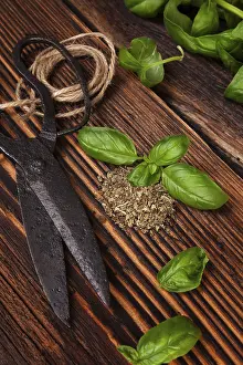 Leafy Vegetable Images Prints: Aromatic culinary herbs, basil