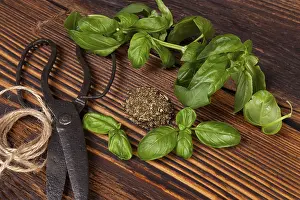 Fresh Basil Leaves Prints: Aromatic culinary herbs, basil