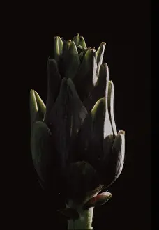 Studio Vegetable Shots Prints: Artichoke