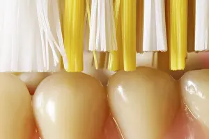 Oral Hygiene Concept Prints: Artificial dentures with toothbrush