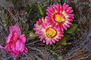 Southern Germany Flowering Plants Prints: Artificial gerbera (Gerbera) hybrids