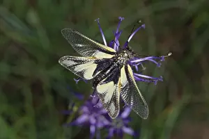 Flower Visiting Insects Prints: Ascalaphus libelloides, butterfly shaft