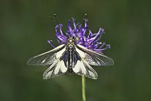 Natural Environment Habitat Prints: Ascalaphus libelloides, butterfly shaft