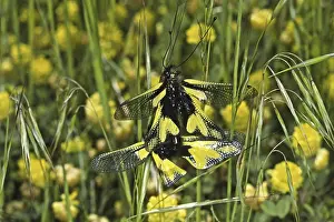 Copulation In Nature Prints: Ascalaphus libelluloides, butterfly shaft